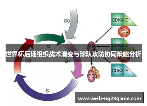 世界杯后场组织战术演变与球队攻防协同策略分析